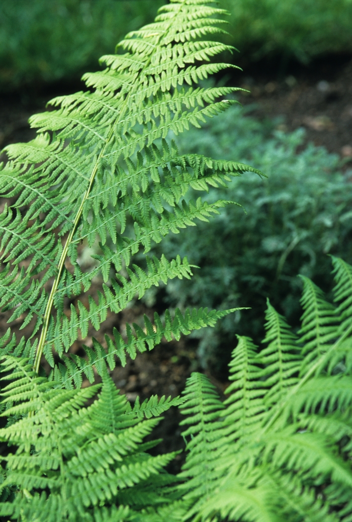 Lady Fern - Athyrium filix-femina from Sloat Gardens