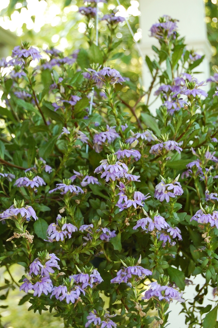 Scaevola - Scaevola aemula 'Mauve Clusters' from Sloat Gardens Scaevola - Scaevola aemula 'Mauve Clusters' from Sloat Gardens