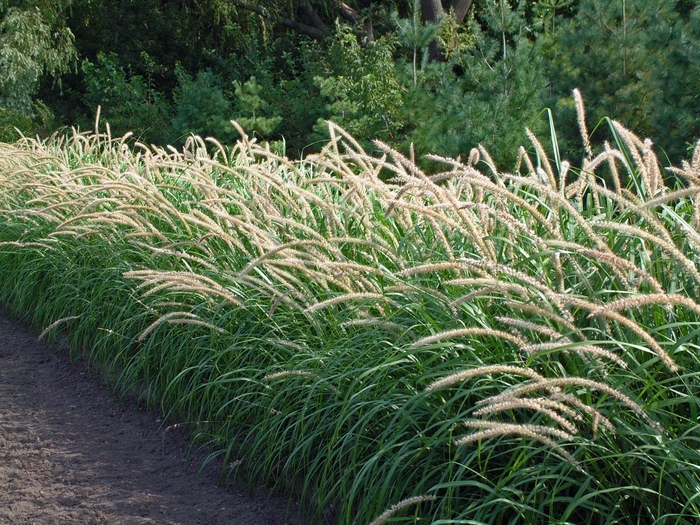 Tall Tails Fountain Grass - Pennisetum orientale 'Tall Tails' from Sloat Gardens Tall Tails Fountain Grass - Pennisetum orientale 'Tall Tails' from Sloat Gardens