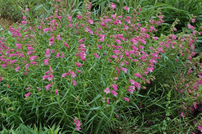 Sunburst Ruby Beardtongue - Penstemon mexicanus 'Sunburst Ruby' from Sloat Gardens