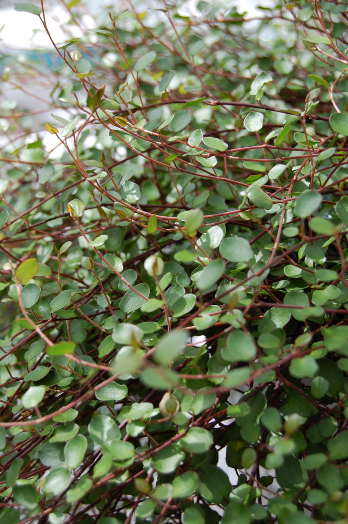 Wire Vine - Muehlenbeckia complexa from Sloat Gardens Wire Vine - Muehlenbeckia complexa from Sloat Gardens