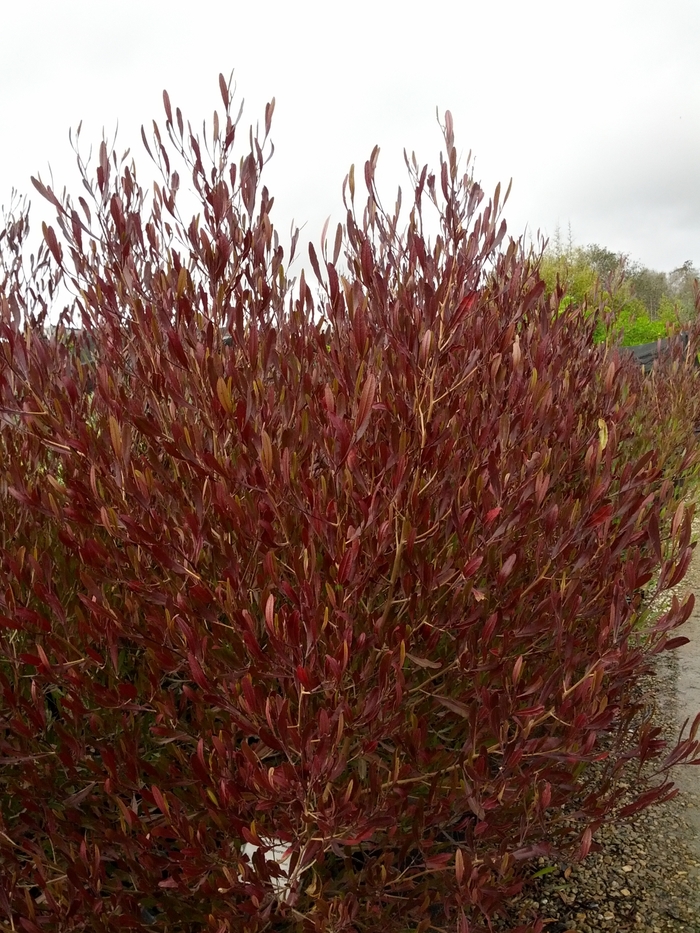 Hop seed - Dodonaea viscosa 'Purpurea' from Sloat Gardens