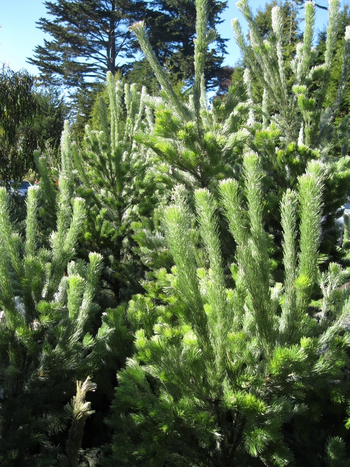 Woolly Bush - Adenanthos sericea from Sloat Gardens