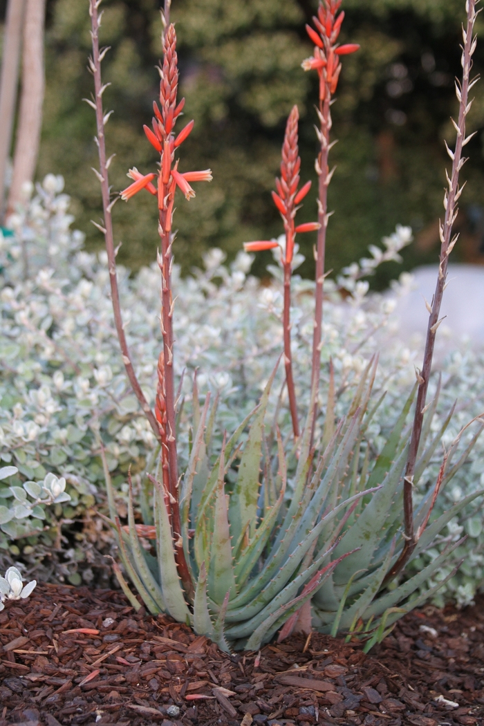 Blue Elf Aloe - Aloe 'Blue Elf' from Sloat Gardens Blue Elf Aloe - Aloe 'Blue Elf' from Sloat Gardens