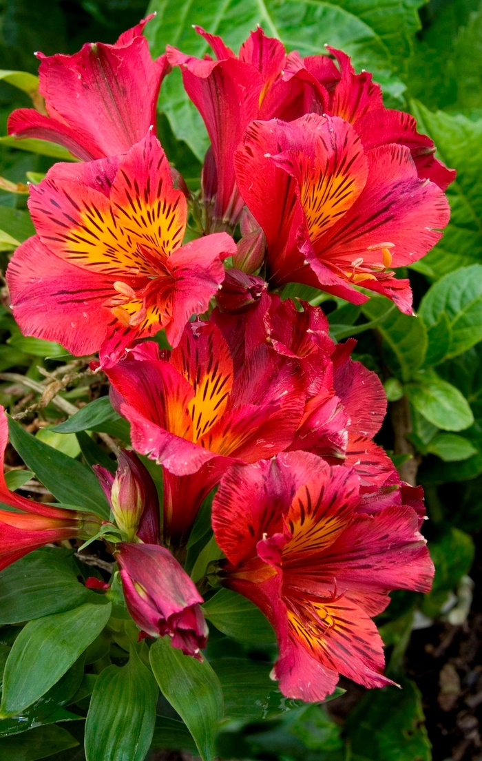 Dwar Inca Lily - Alstroemeria 'Princess Oxana' from Sloat Gardens
