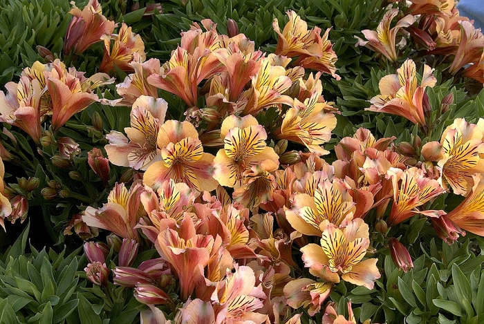 Dwarf Inca Lily - Alstroemeria 'Princess Sara' from Sloat Gardens