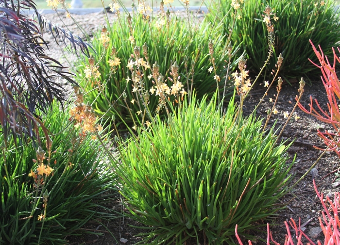 Succulent Squill - Bulbine frutescens from Sloat Gardens Succulent Squill - Bulbine frutescens from Sloat Gardens