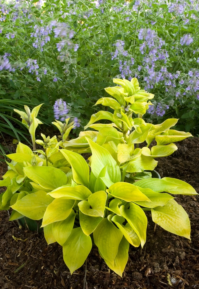Hottsy Tottsy Plantain Lily - Hosta 'Hottsy Tottsy' from Sloat Gardens