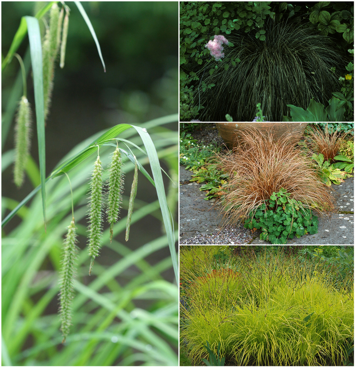 Carex - Sedge - Multiple Varieties from Sloat Gardens Carex - Sedge - Multiple Varieties from Sloat Gardens