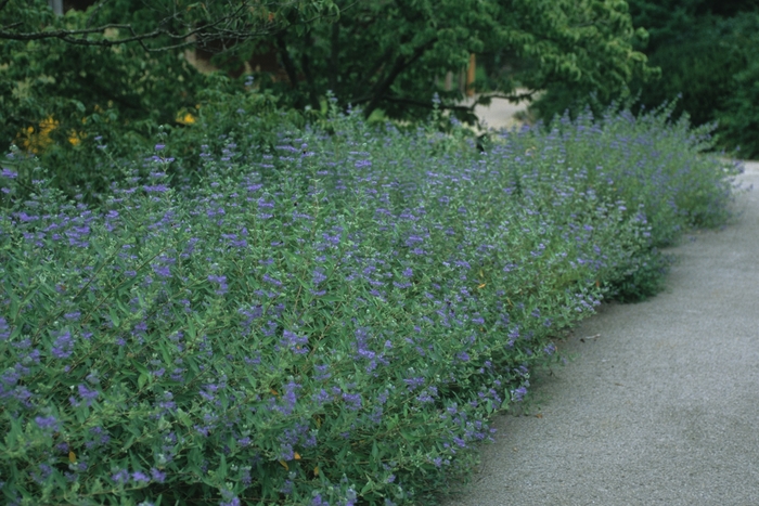 Blue Mist Shrub - Caryopteris clandonensis 'Dark Knight' from Sloat Gardens