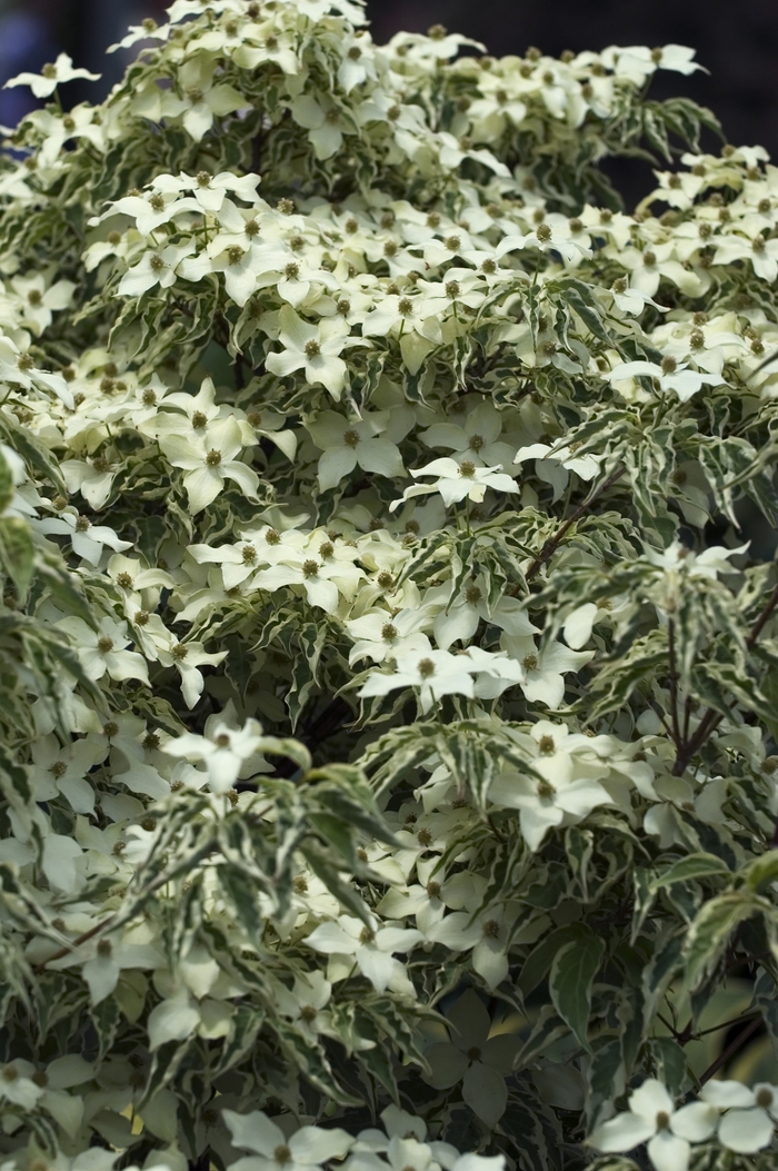 Dogwood - Cornus kousa 'Wolf Eyes' from Sloat Gardens Dogwood - Cornus kousa 'Wolf Eyes' from Sloat Gardens