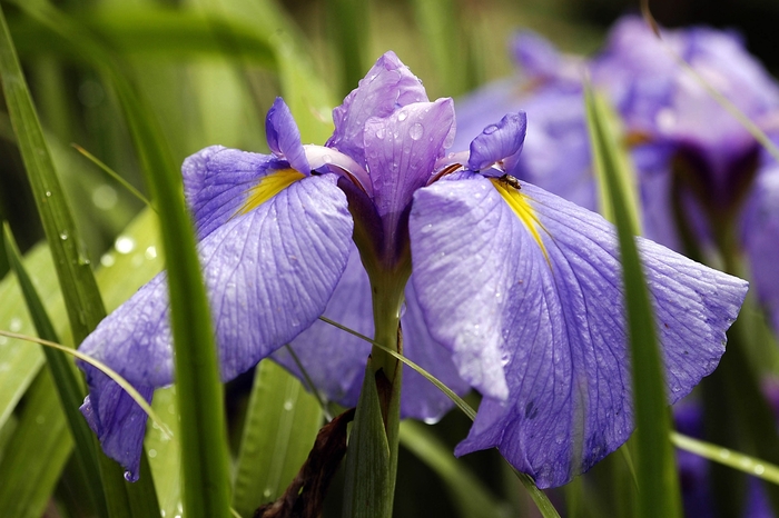 Japanese Iris - Iris ensata from Sloat Gardens