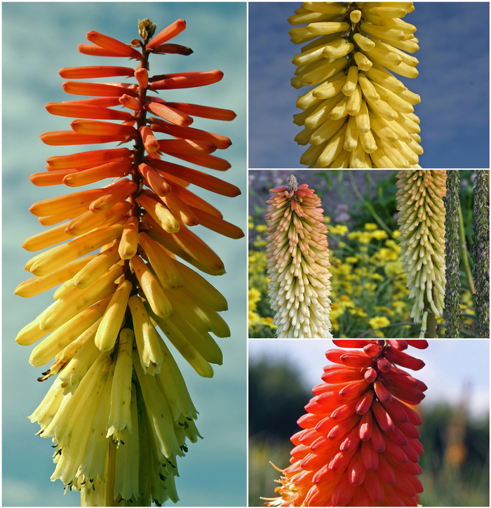 Red Hot Poker - Multiple Varieties from Sloat Gardens Red Hot Poker - Multiple Varieties from Sloat Gardens