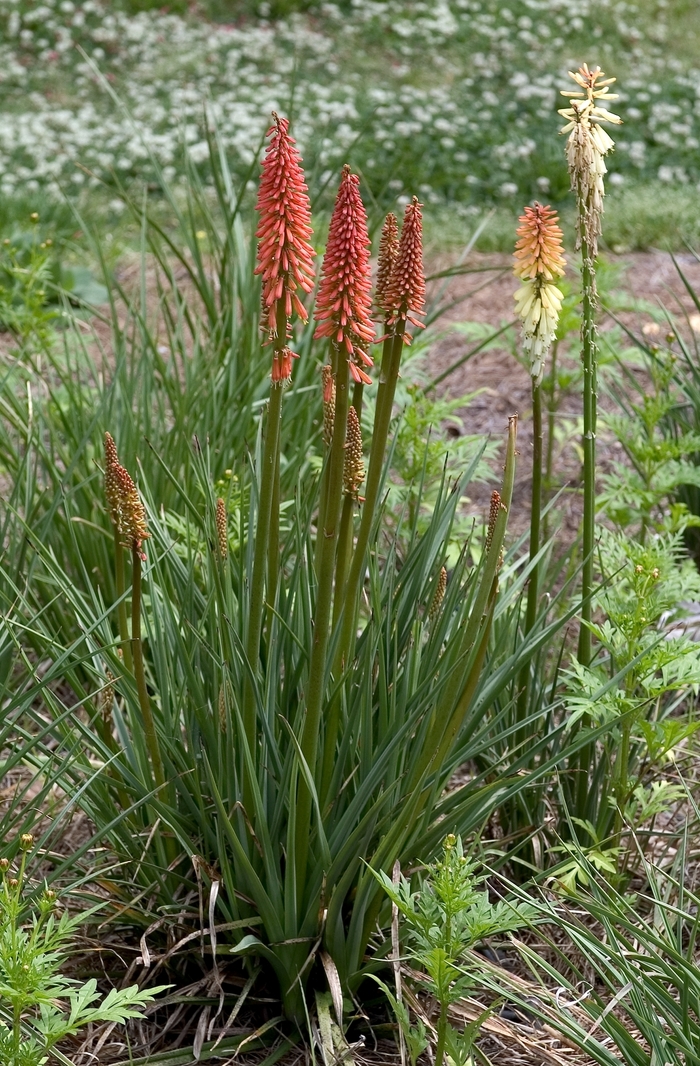 Red Hot Poker - Kniphofia 'Flamenco' from Sloat Gardens