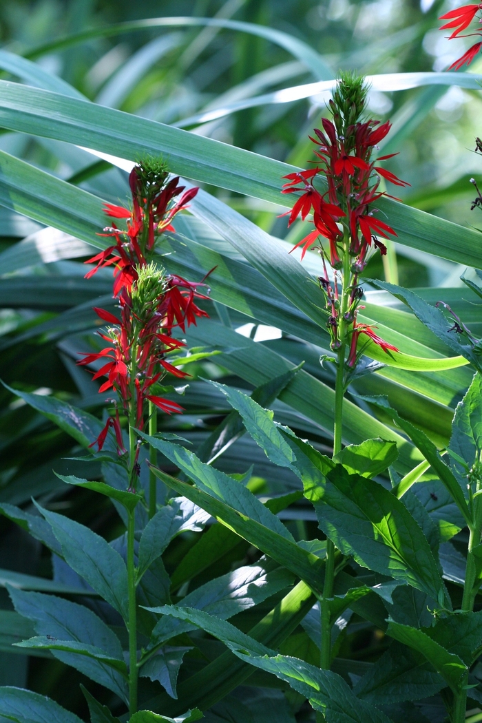 Cardinal Flower - Lobelia cardinalis from Sloat Gardens Cardinal Flower - Lobelia cardinalis from Sloat Gardens