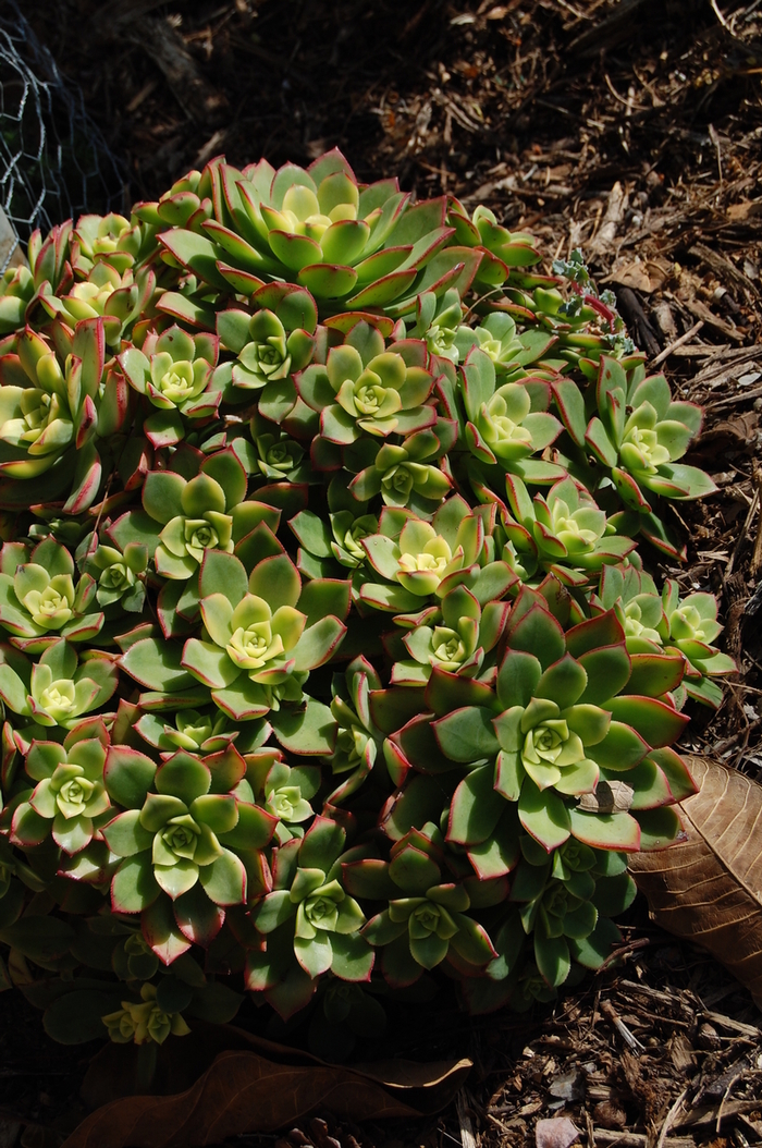  - Aeonium hybrid 'Kiwi' from Sloat Gardens