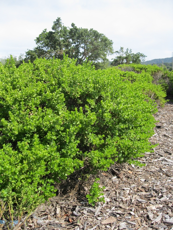 Coyote Brush - Baccharis pilularis from Sloat Gardens