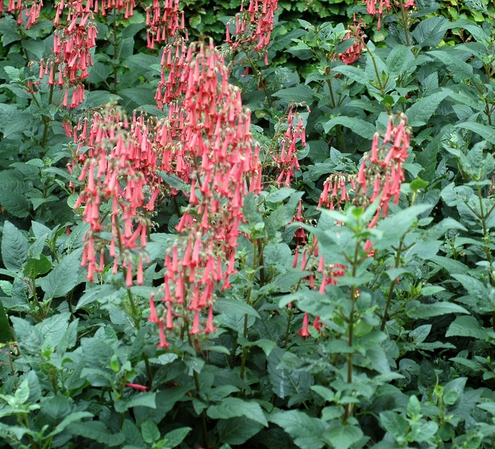 Cape Fuchsia - Phygelius x rectus 'African Queen' from Sloat Gardens
