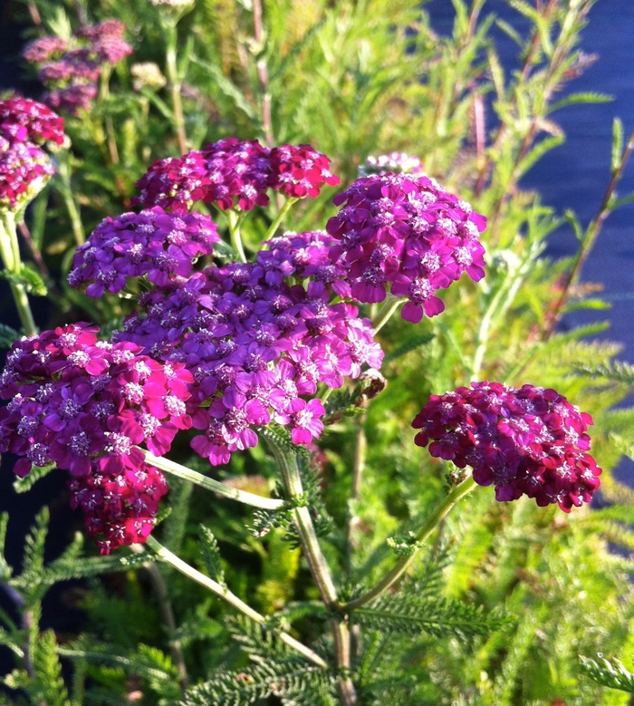 Common Yarrow - Achillea millefolium 'Cerise Queen' from Sloat Gardens