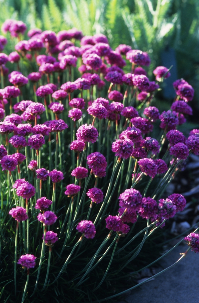 Sea Thrift - Armeria maritima from Sloat Gardens