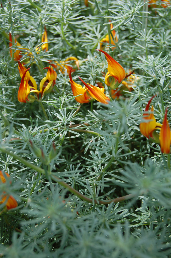 Parrot's Beak - Lotus berthelotii from Sloat Gardens